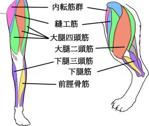 筋肉(文字無し）