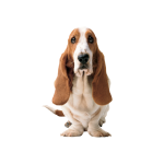 ブルーメイト販売様『HushPuppiesポイントカードアプリ』 をリリースしました
